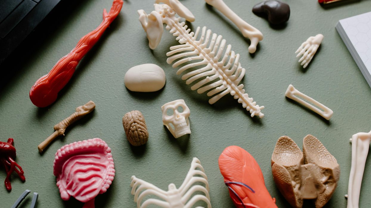 Various anatomical models of human organs and bones.