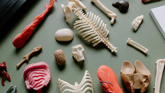 Various anatomical models of human organs and bones.
