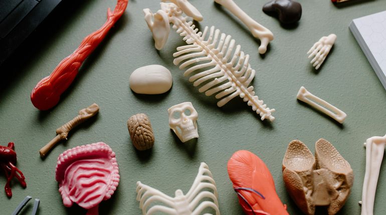 Various anatomical models of human organs and bones.