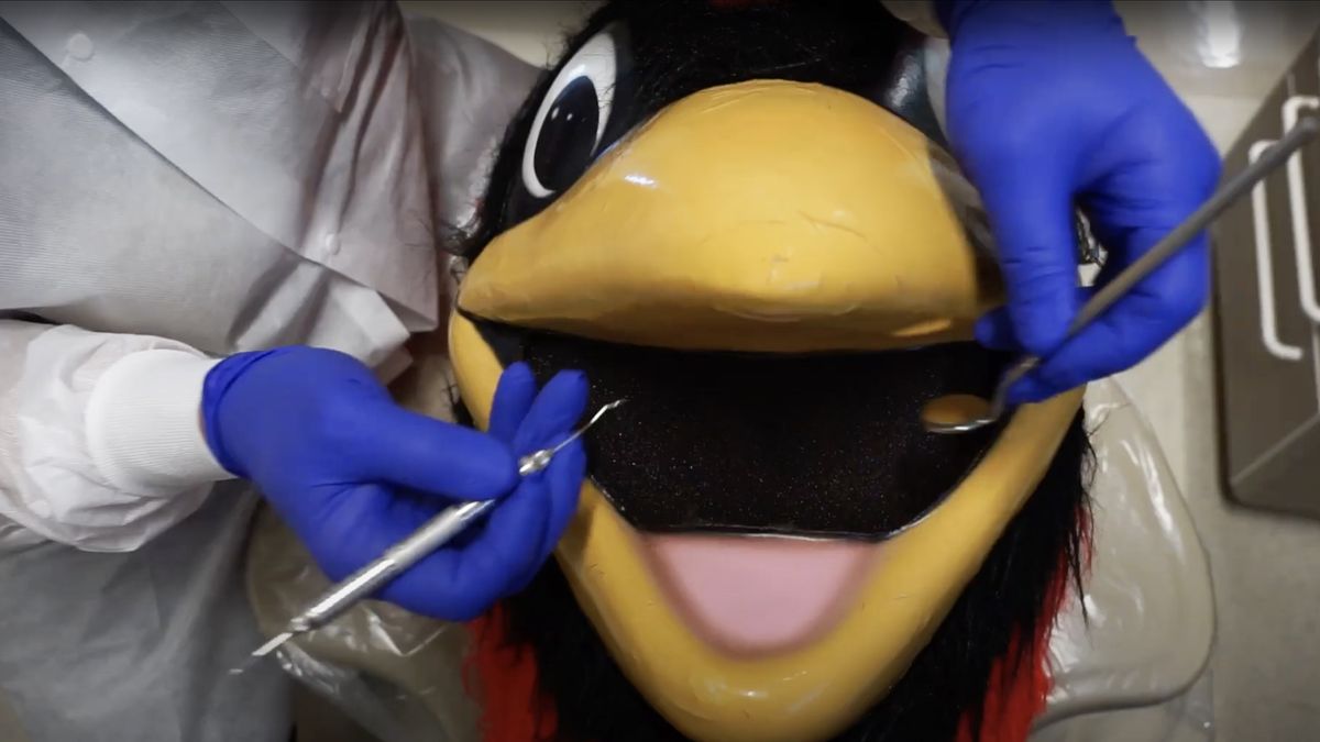 Red the Cardinal getting his teeth checked.