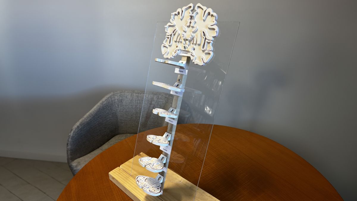 A tactile model of the spinal cord and brain.