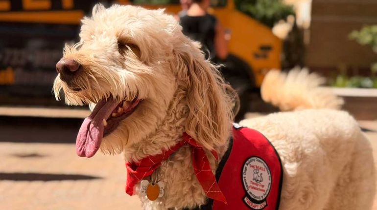 Woodman, the MCPHS therapy dog.