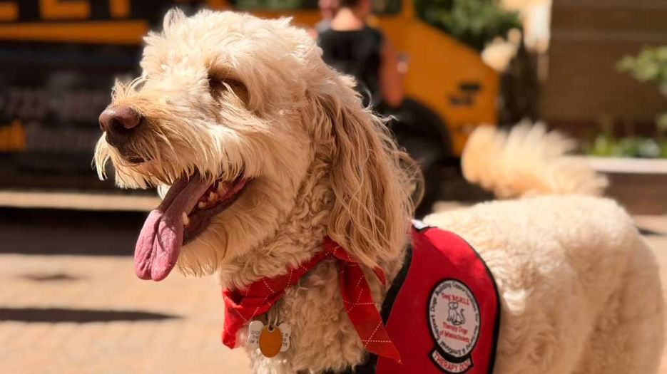 Woodman, the MCPHS therapy dog.