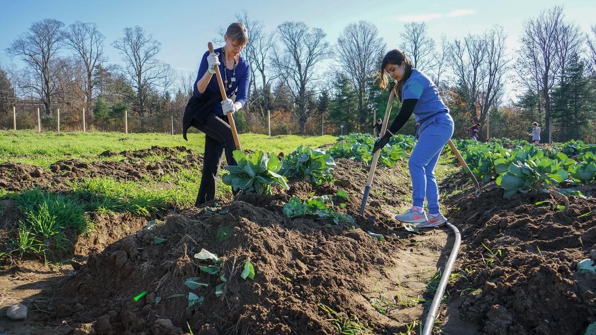 Linda Martino and an MCPHS students use shovels to turn over beds at the NH Food Bank Production Garden.