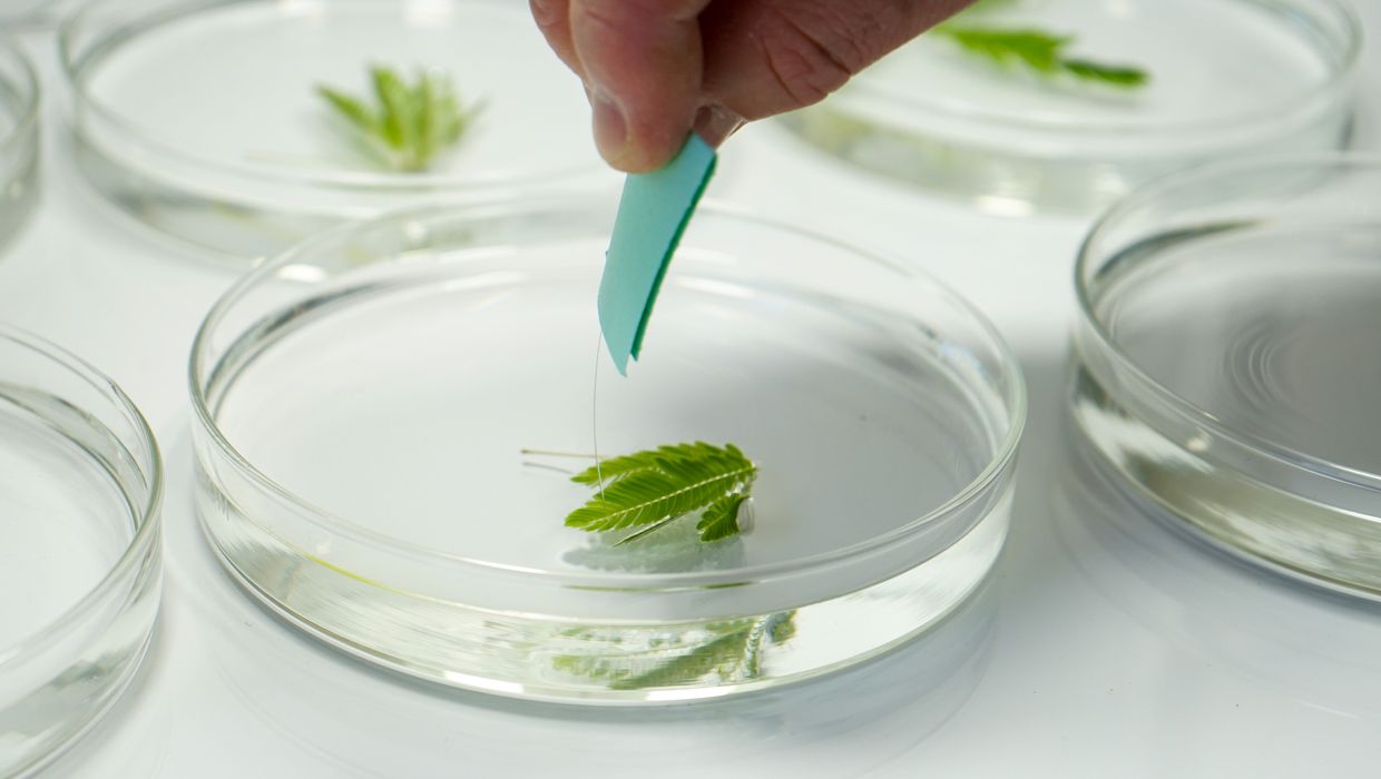 Dr. Matthew Metcalf demonstrates how he tests the reaction of the Mimosa pudica, or "Sensitive Plant," to certain drugs for his research.