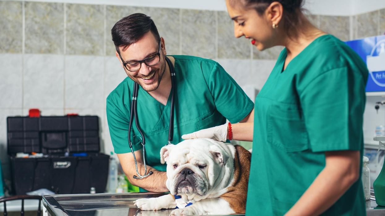 Happy veterinarians examining dog in clinic.