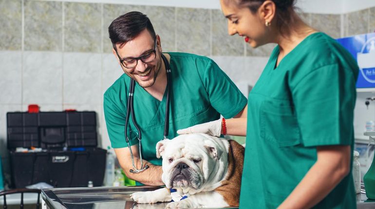 Happy veterinarians examining dog in clinic.